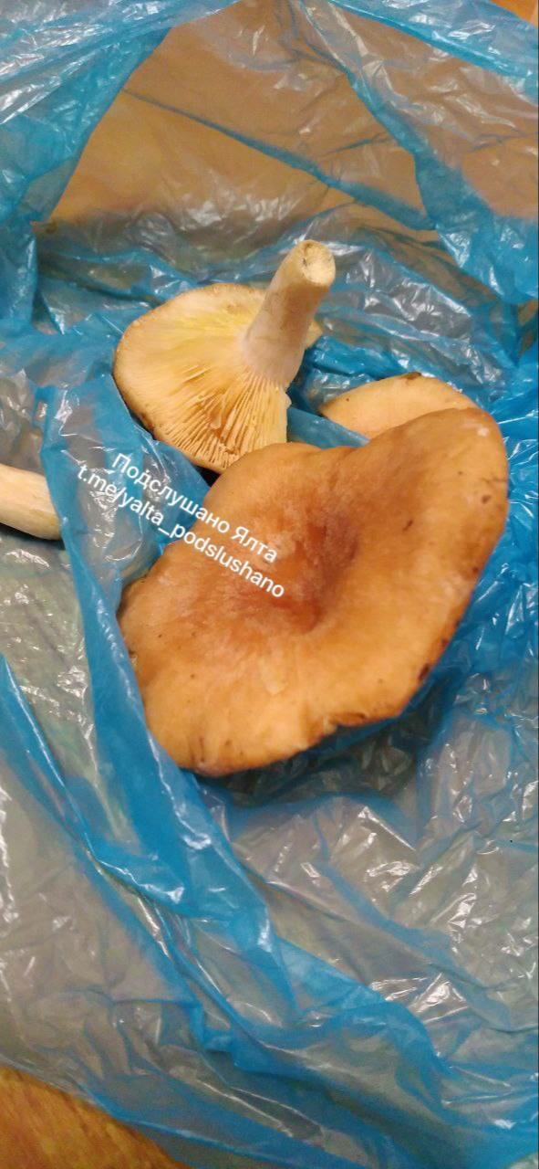 Здравствуйте! Можете опубликовать? Нашли грибы. Это ры?...