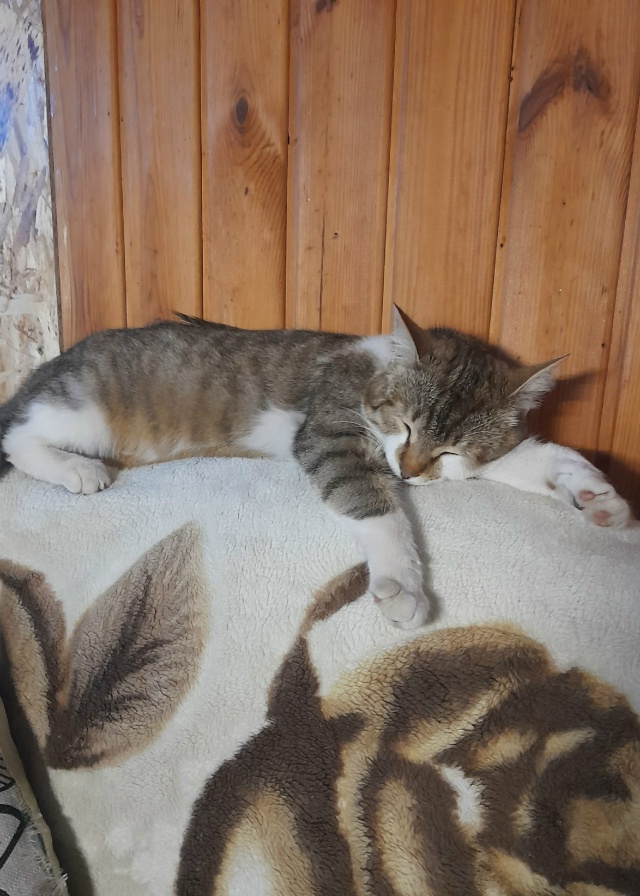 Друзья,обращаюсь к Вам🙏пропала наша Муська😔с.Богор?...