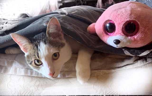 Батон . Мемуары молодых лет)