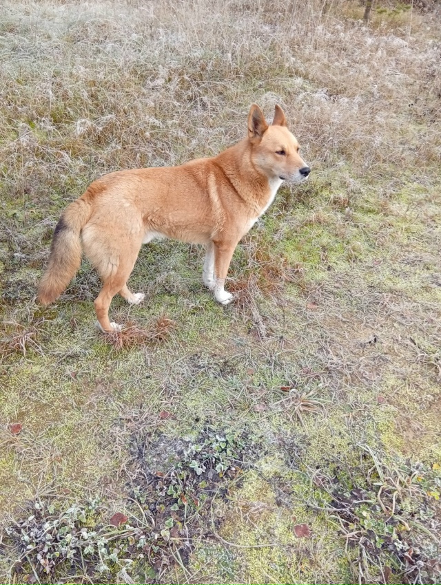 Фото 1-2. Бегает собака в Пусторадицах, в д. Кадуй и Жорн?...