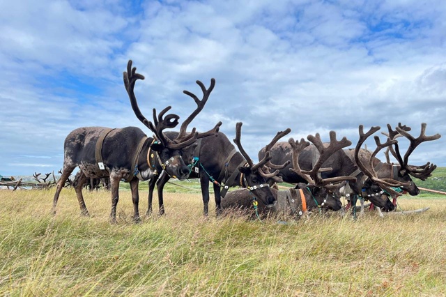 🦌🎉Среди белых скал. День оленевода отметили в СПК «И?...
