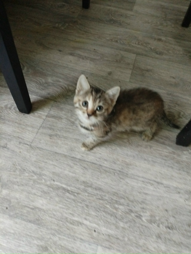 Добрый день, деткам нужен дом!!! Выбросили котяток на ул...