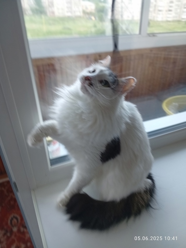Котик Барсик ищет дом🏘️ и заботливых хозяев.
🐯Найд?...