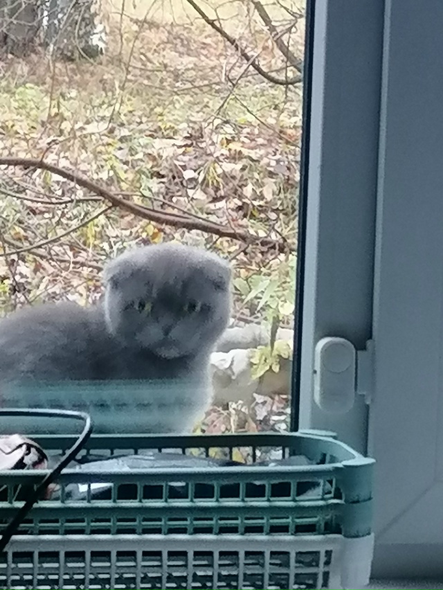 Доброго дня, пожалуйста найдитесь хозяева, котик или к?...