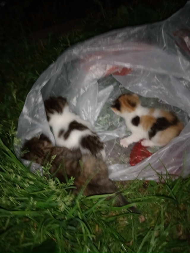 На помойку выбросили котят, брать некуда( может кто пом...