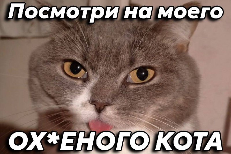 ⚡️Этот кот набрал 10 тысяч реакций, поэтому постим его снова А теперь скидывайте свои блины в комме