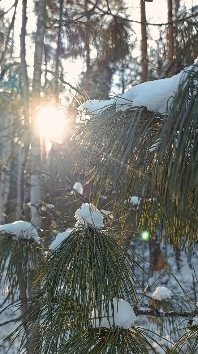Зима пришла❄️