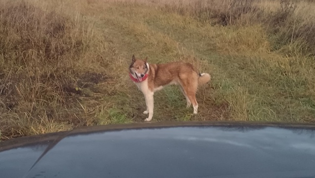 Чей потеряшка? Звоните 89539062960