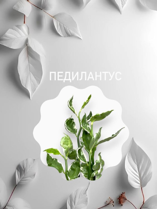 Дурман вонючий, тетрасперма, кровохлёбка
Эксперт по цветоводству сделала подборку растений, которым