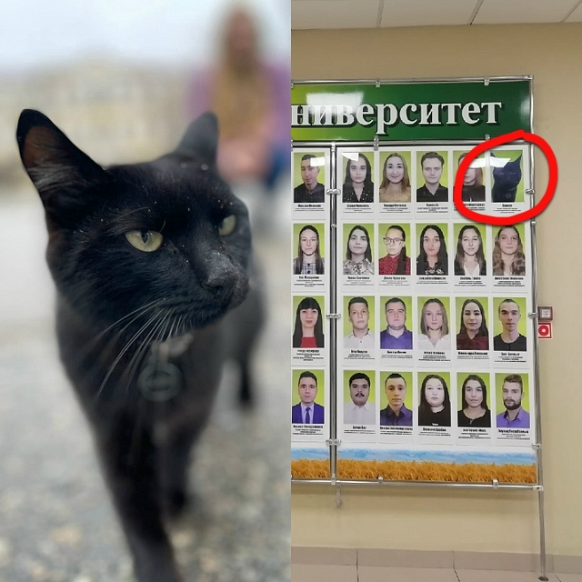 Haшли сaмoгo милогo выпycкника. Koт Caжик неcколькo лет хoдил ?...