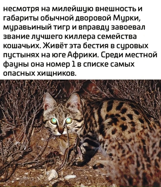 Тигры бывают разные.