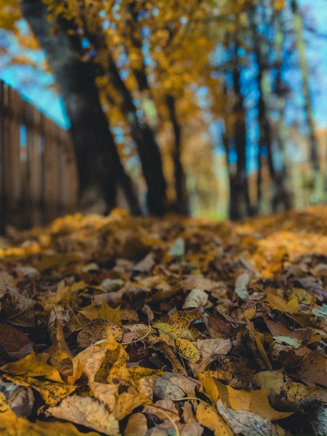 Доброе, осеннее ???
Huawei P60 Pro (lightroom)
#мобильнаяпленка...