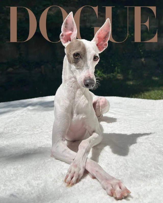 Так выглядит самая красивая собака в мире.
Модный журнал Vogue выбрал победителя премии Dogue. В эт