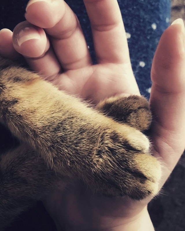 Уровень поддержки: мaксимальный.