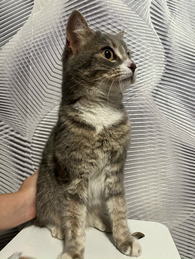 Опубликуйте пожалуйста 🙏
Найдена кошка Гоголя 8