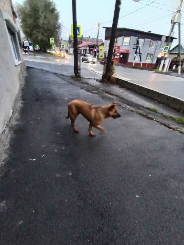 Чья собакевич? Красивая, ухоженная, плотная видно, что ?...