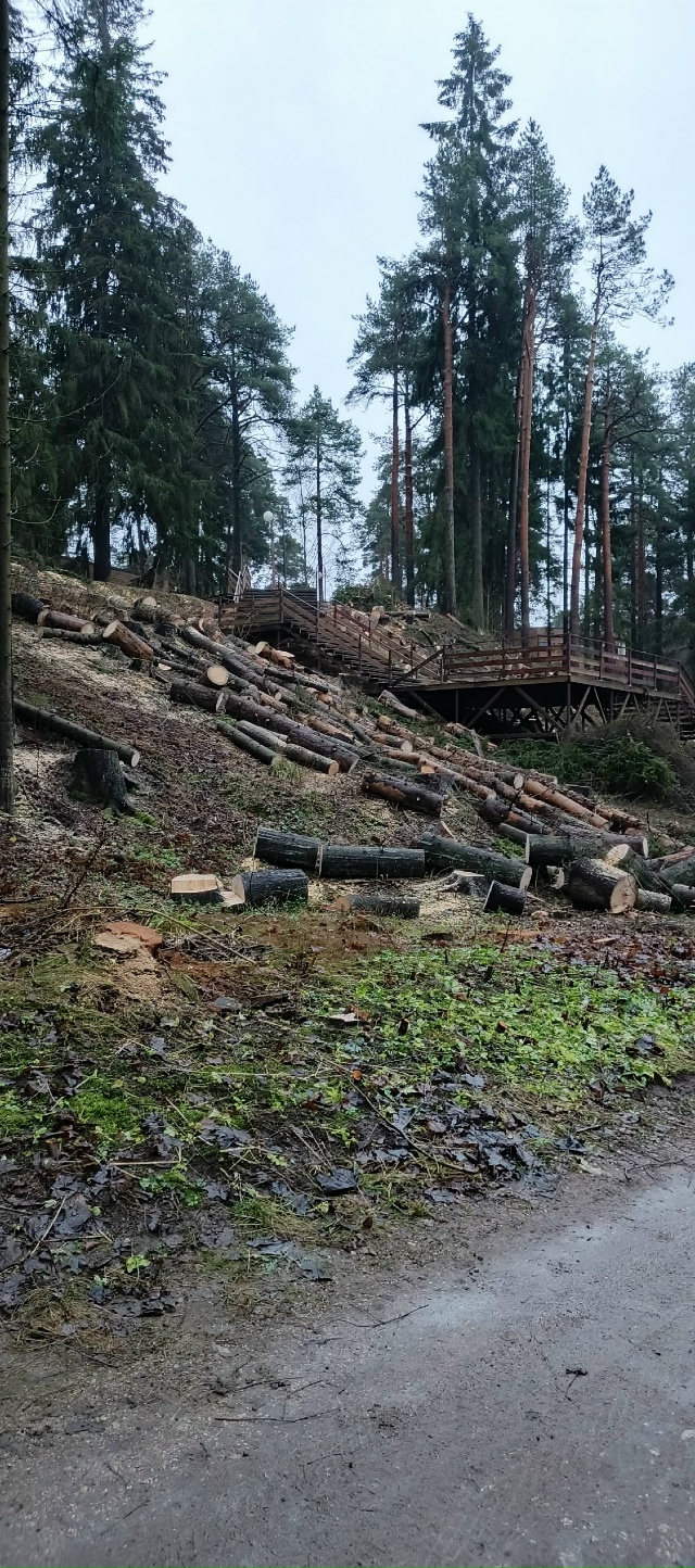 Почему вырубают заречный парк???