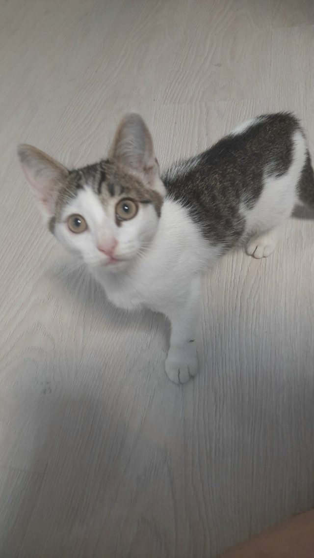 Отдам котят. Едят всё. К лотку приучены.