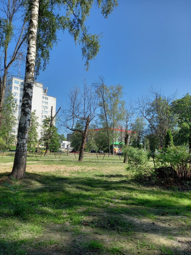 В парке ДК Добрынина пилят березы. Чем помешали березы-...