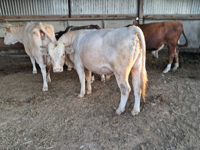 Продаётся КРС 🐄🦬🐂 По все вопросам обращаться по ном...
