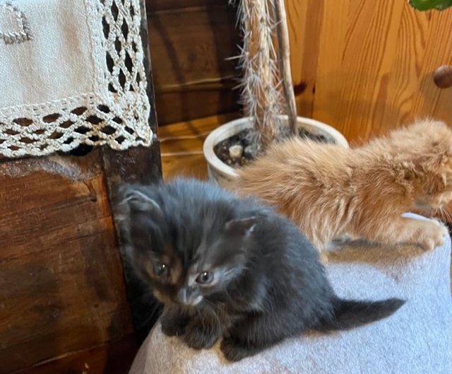 В нашей команде пополнение — ищем дом для трехцветных ...