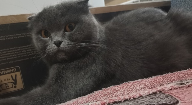 Котята бесплатно. 1мес. Черный вислоухий мальчик. Остал...