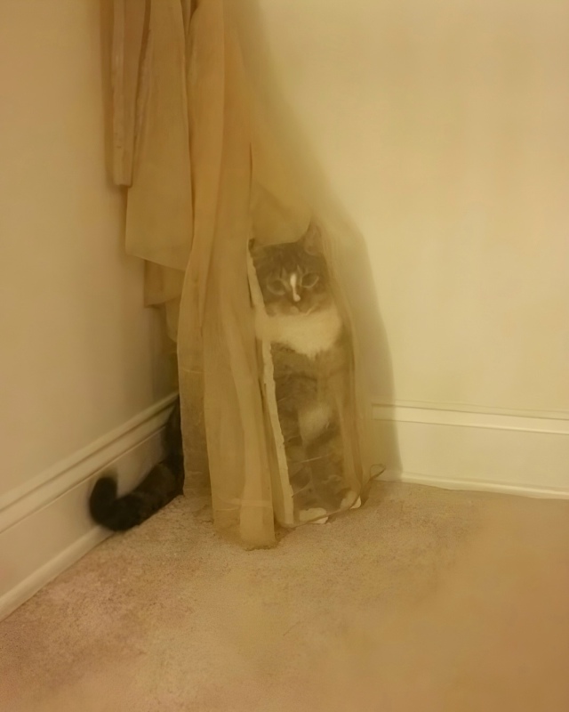 Не вижу никаких котов