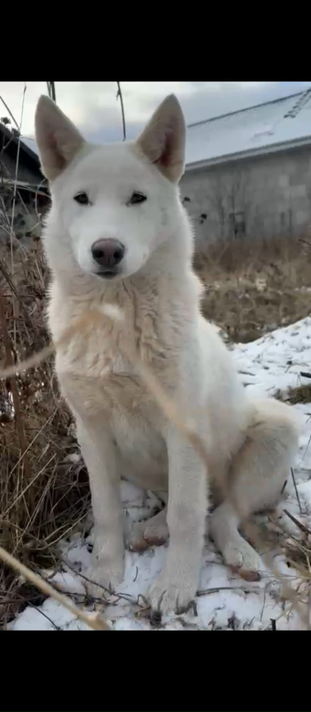 Нужна передержка , помощь в вольере в черте города или ?...