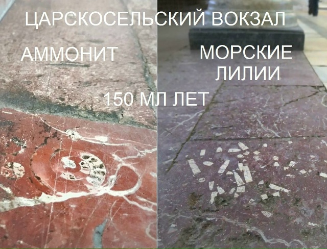 Трилобиты в Санкт-Петербурге Трилобиты — это небольш...