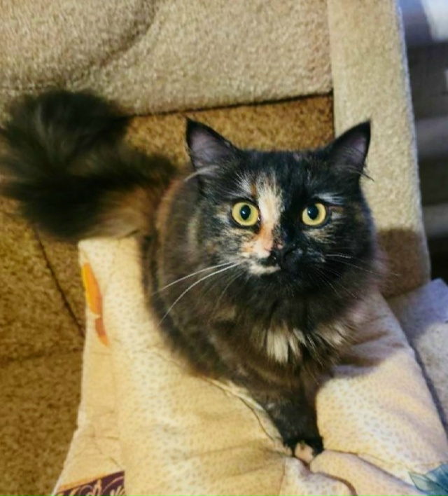 Киска Ириска🐈‍⬛