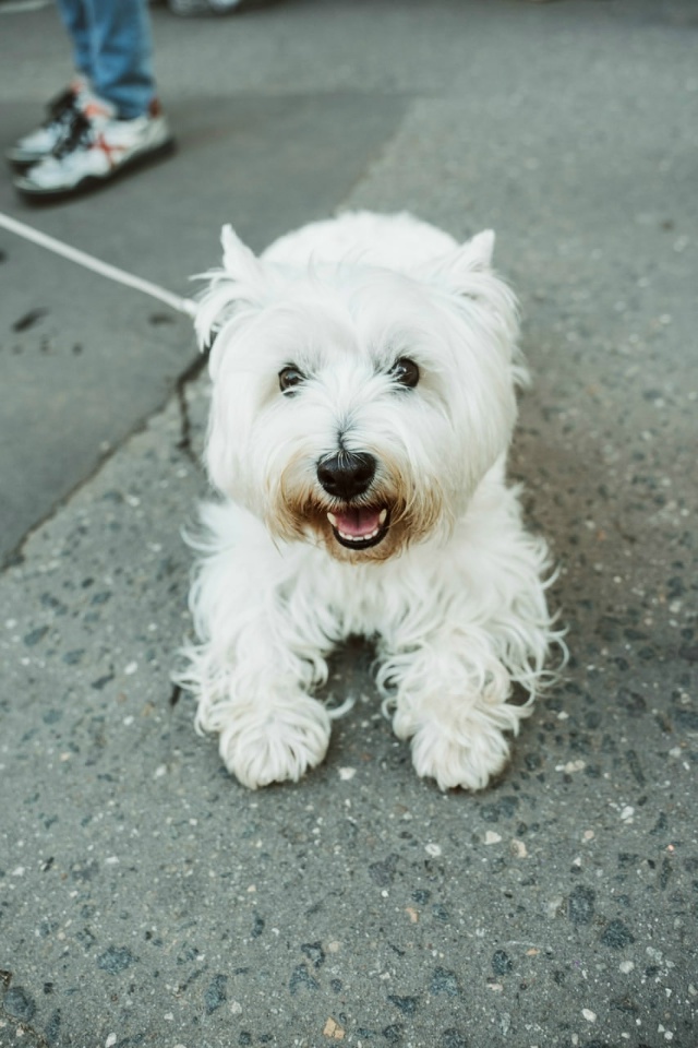 Мы всегда рады вам и вашим четвероногим любимцам на на?...