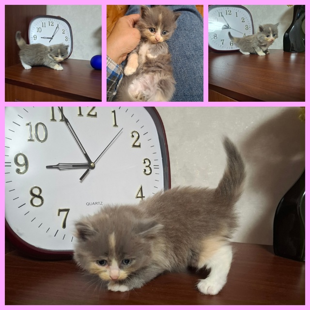 Отдам котят (кошечек) любящим хозяевам. Котята кушают в...