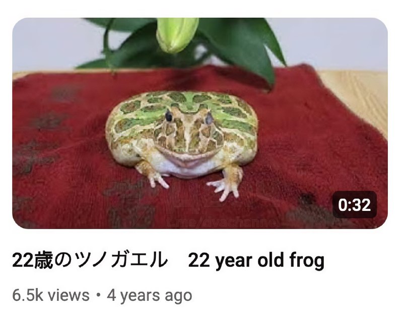 Японский дед каждый год празднует день рождения своей… лягушки
Он выкладывает видео с ней на ютуб: