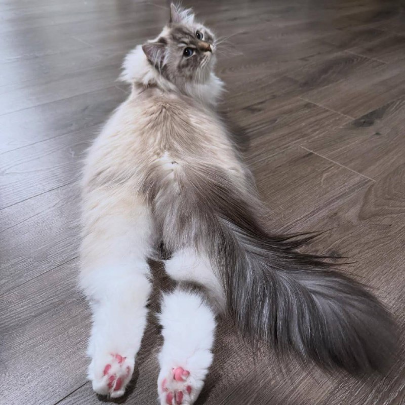 Кудя смотреш