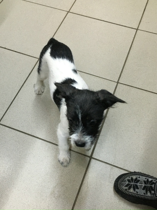 Потерялась собака 28/11/25.
Прибилась к магазину по адресу...