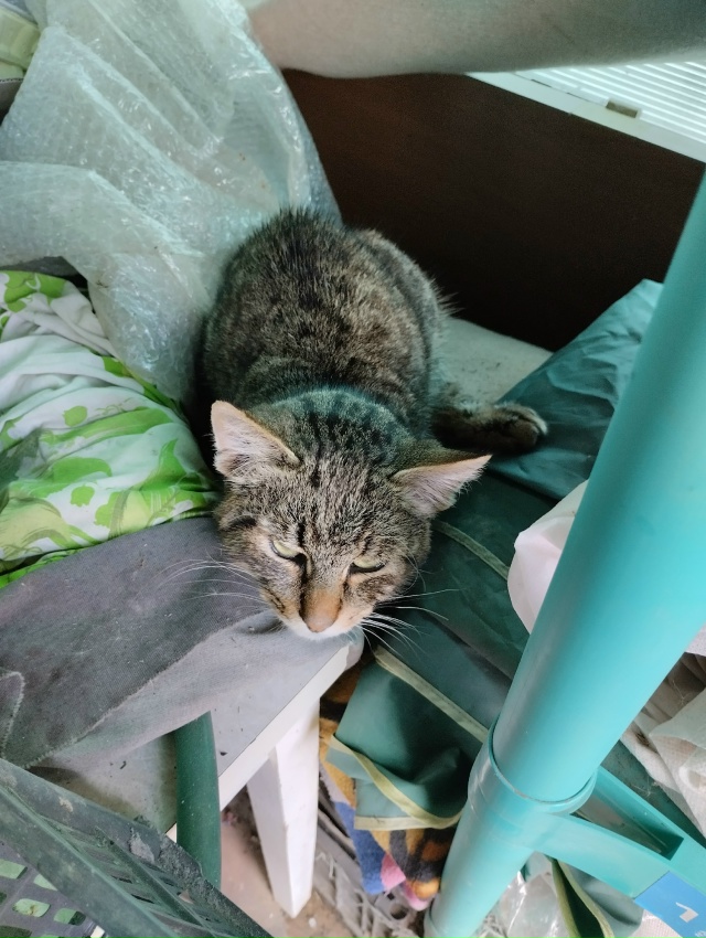 Чья потеряшка?! Холодный, голодный... Плачет!