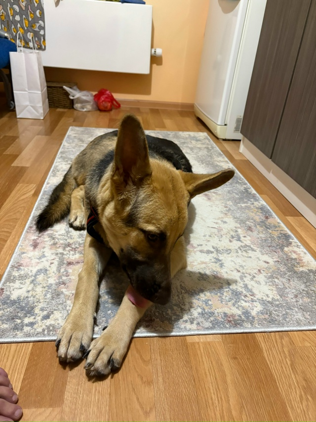 Добрый день. Нашелся пес, в районе микрорайона Дружный....