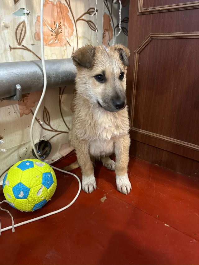 Щенок,мальчик,выкинули на мусорку. Подобрала на переде...