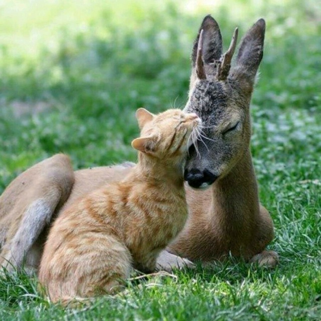 Все любят кошек!❤