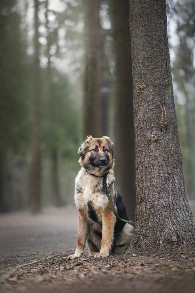 В ПОИСКЕ ДОМА В МОЖАЙСКЕ ОЧАРОВАТЕЛЬНАЯ КАПА💫
Капа д?...