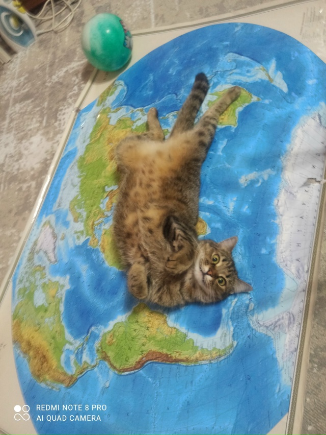 Мир прекрасен, когда на нём лежит кот.😹