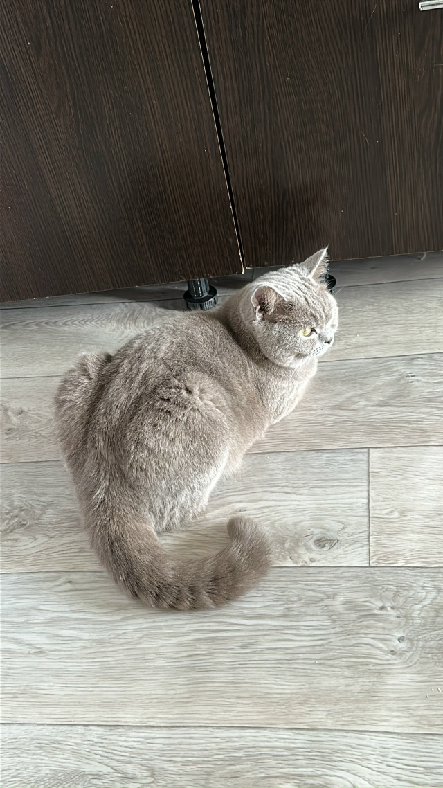 Пропала кошка. Кошка домашняя, выбежала из квартиры по ...