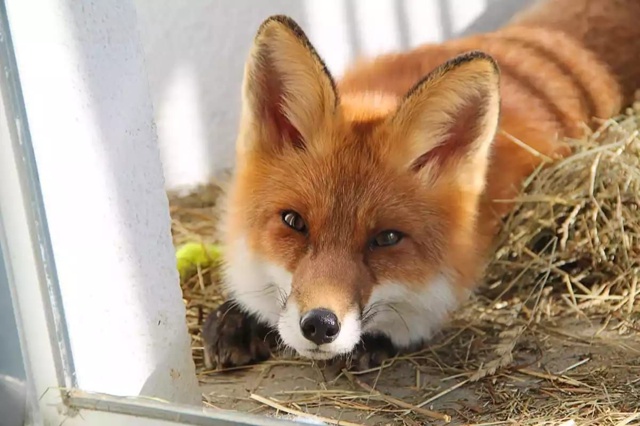 🦊 С 1 сентября 2025 года в России запретят держать дома л...