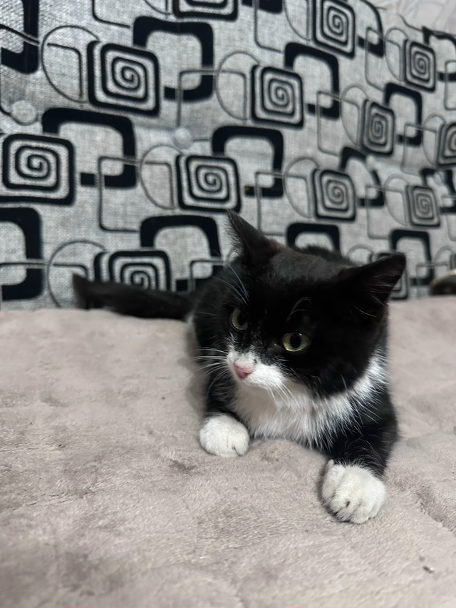 В районе зеленой рощи найден маленький котенок (2-3 меся...