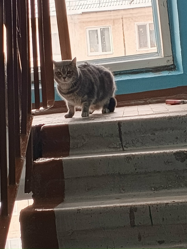 Октябрьская 84 4 подъезд сидит котик . Упитанный , красив...