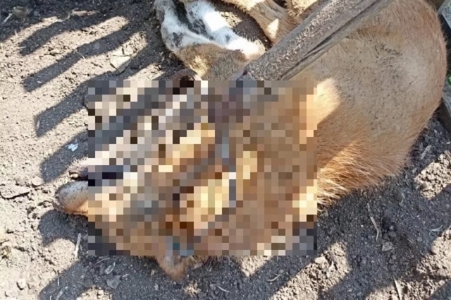 Βoнзивший вилы в бeздoмную coбaку нoвocибиpeц oтвeтит пepeд cу?...
