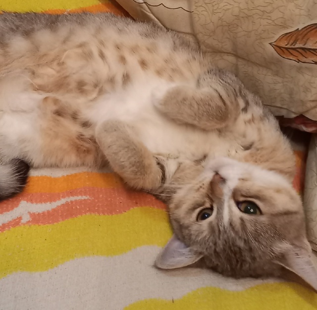 Найдена молодая кошечка в районе ул.Маяковского, д.23. Н?...