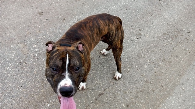 Ситуация 🆘 🆘🆘
Нелюди оставили собаку в пустом холод...