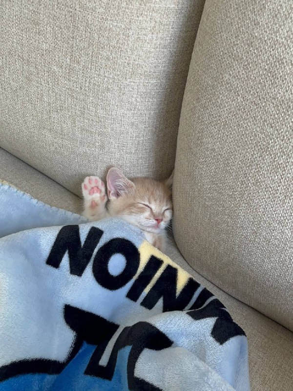 Укрываемся одеялком и споть :3