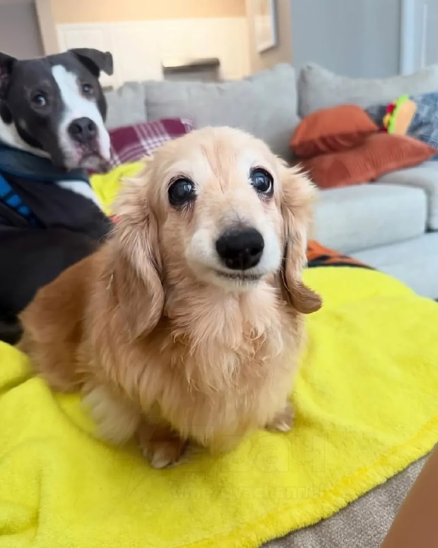 Бася по имени Белла покорила соцсети своей милой улыбкой — один уголок мордочки у неё приподнят, и э